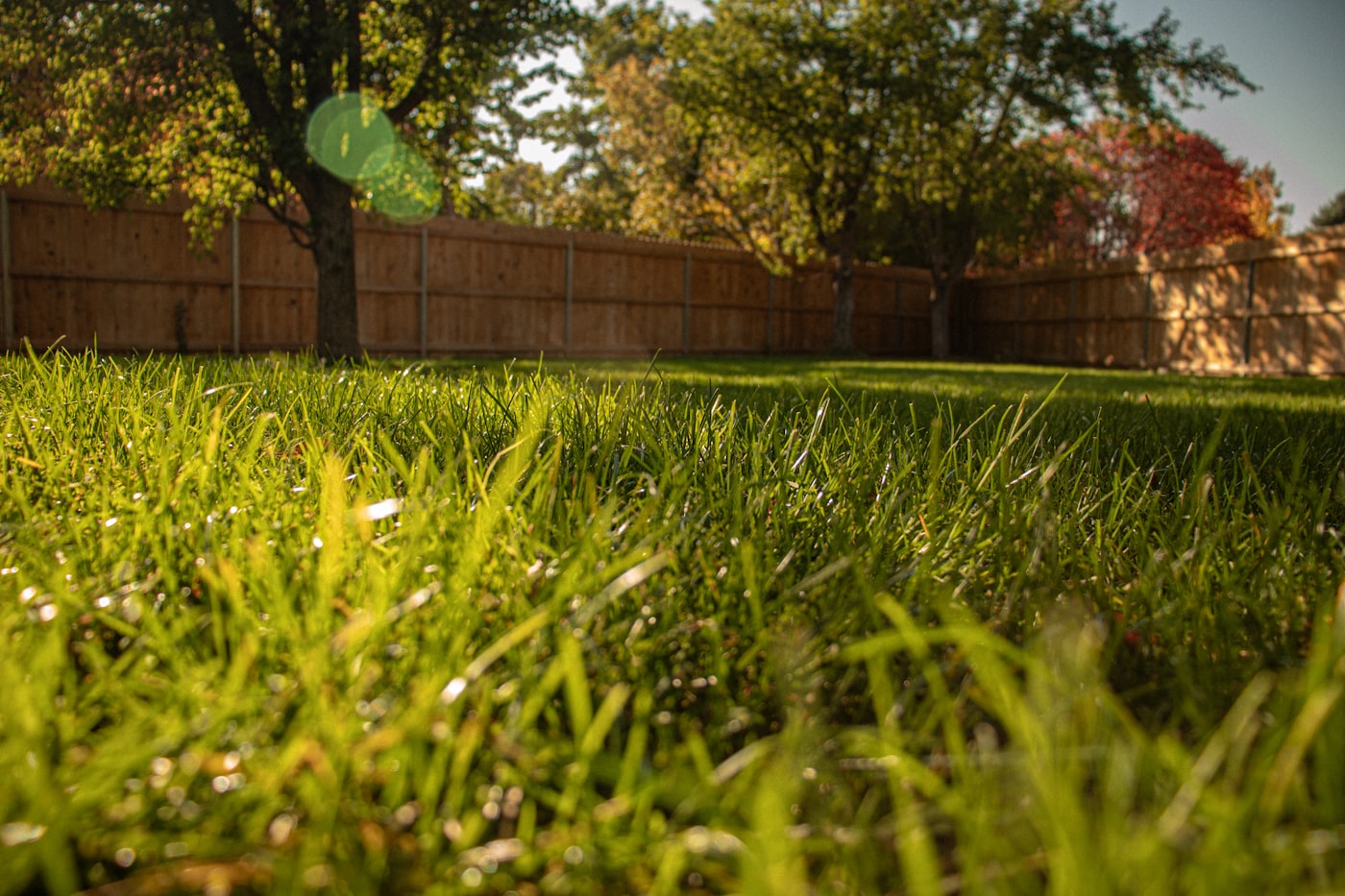Close-up of healthy green lawn
