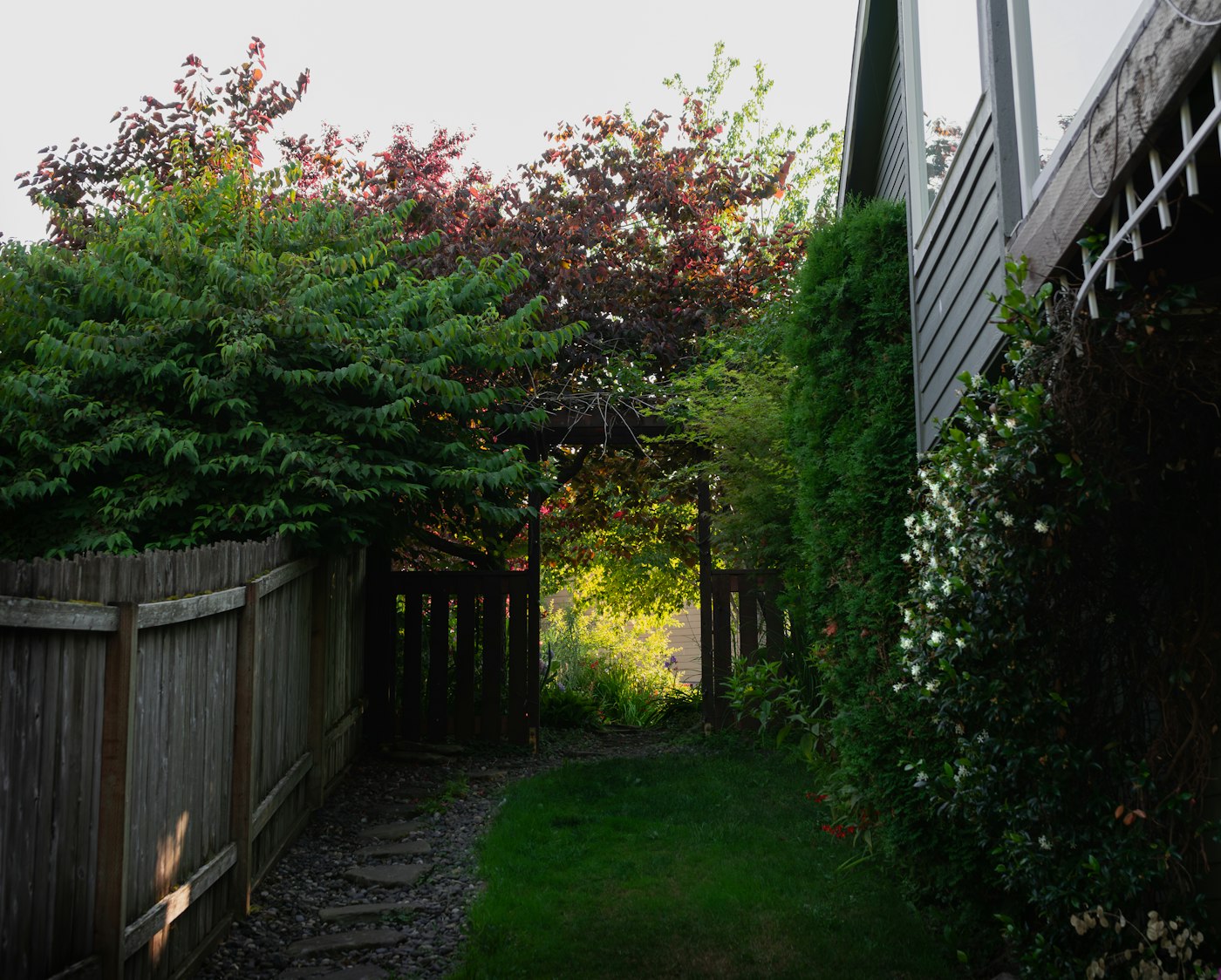 Garden corner with evergreens