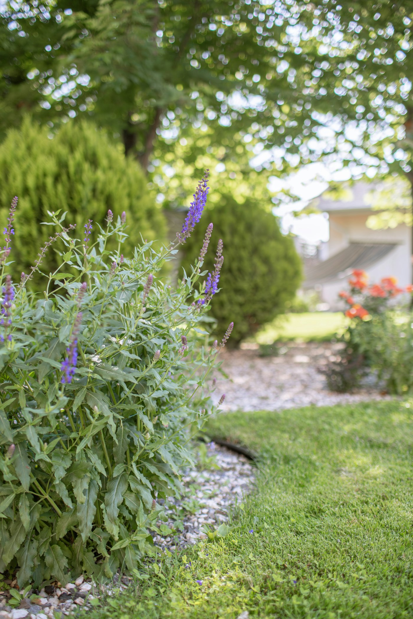 Flowering garden bed