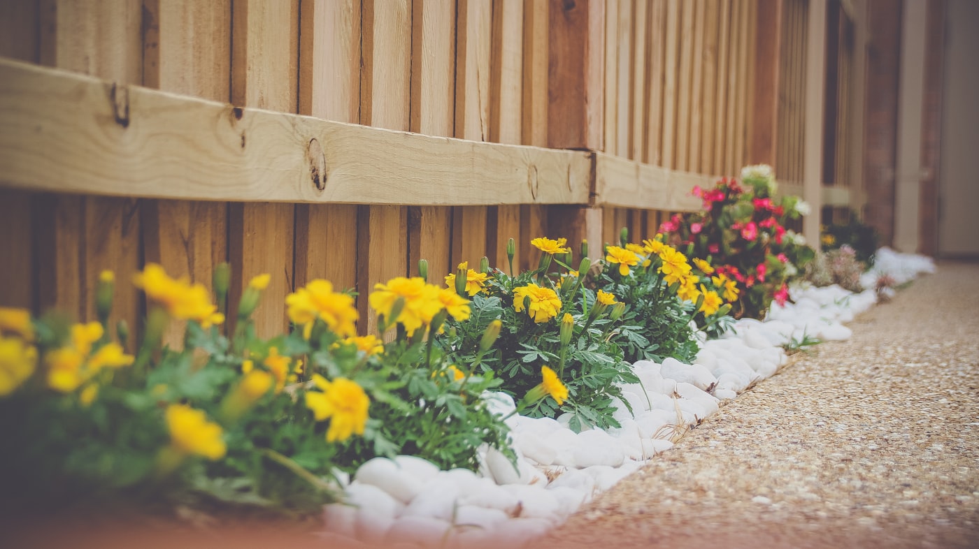 Flower border along a fence