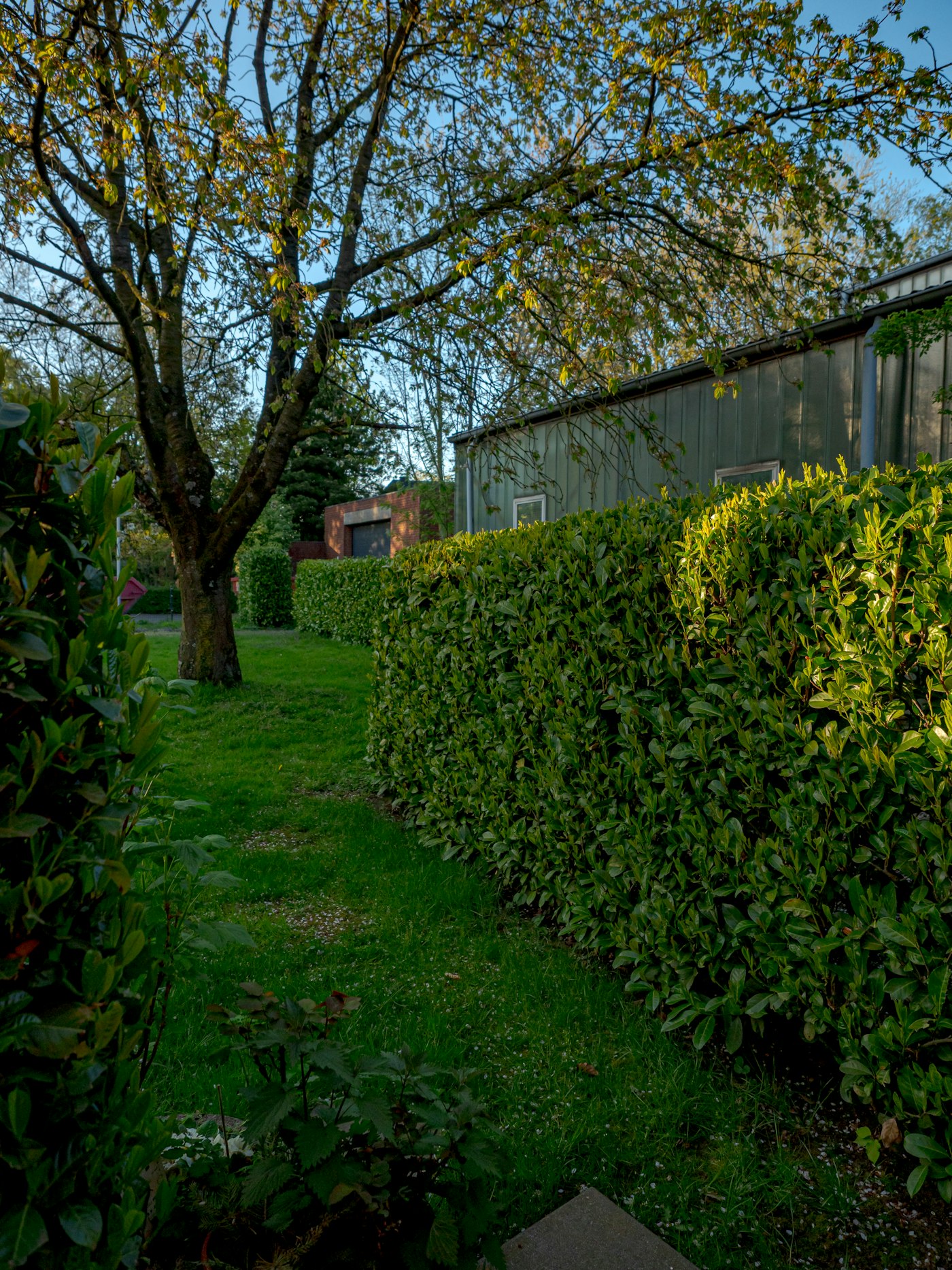 Manicured hedge and lawn